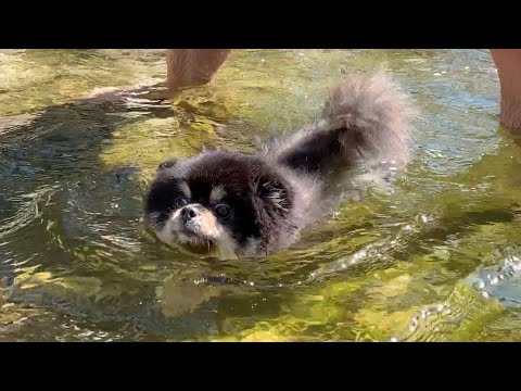 <strong>2020</strong> 왈림픽 개헤엄 쫄보 강아지의 수영하기 ㅋㅋㅋDoggo Olympic Swimming <strong>Dog</strong> Highlights