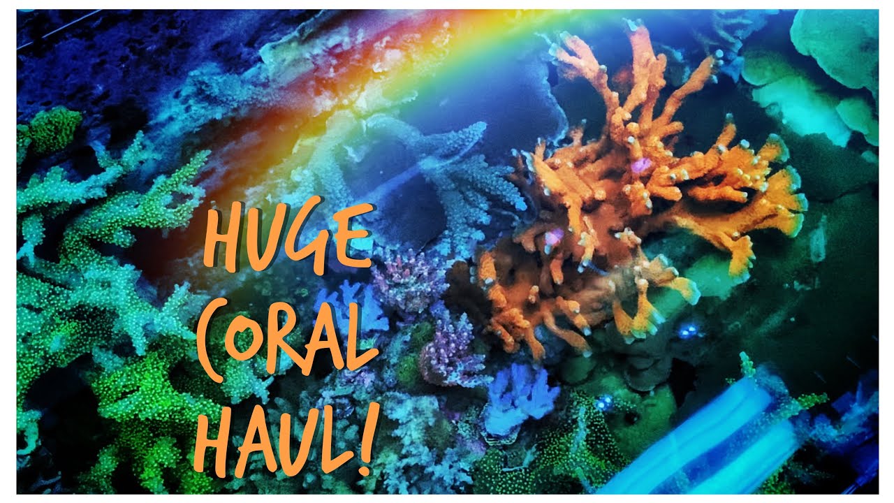 Montagem coral музыка. Coral Reef 1.12.2. Фуладу Корал.