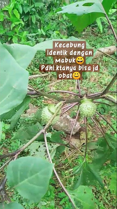 TANAMAN KECUBUNG YANG BIKIN MABUK.BEGINI PENAMPAKANNYA.#shorts#kecubung