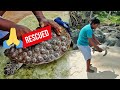 Rescue Sea Turtle, Removing Barnacles From Poor Sea Turtle [Animals, Nature, Ocean, Moana] CHIKA BOY