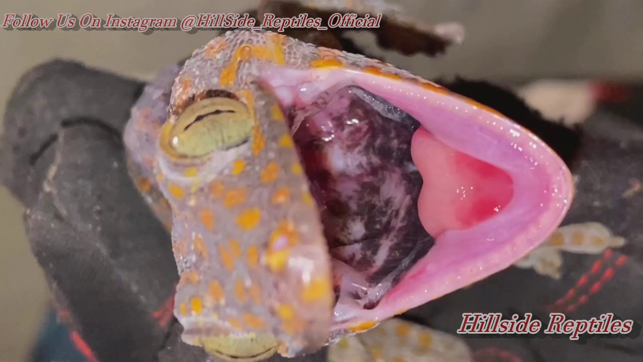 Reptile Unboxing (UnderGround Reptiles) YouTube