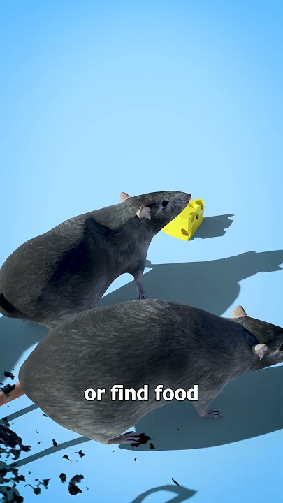 What Is A Rat King? 😰