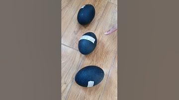 How to check egg activity in emu