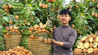 120 Days Harvest Sapodilla, Thai Jackfruit, Big Bananas in forest Go To Market Sell - Thanh Trieu TV