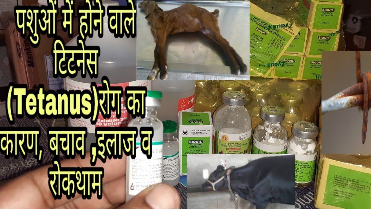 camera iphone 8 plus apk पशुओं में होने वाले टिटनेस(TEATANUS),(Lock Jaw) रोग किससे होता है बचाव, लक्षण, इलाज व सावधानियां