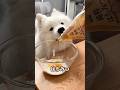 おやつ作ったらちょっと不満そうでした😂 #サモエド #samoyed #dog #犬 #電子レンジ#簡単レシピ #大型犬#サモエドスマイル