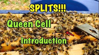 BEEKEEPING - Transporting and Introducing QUEEN CELLS to New Splits!!!