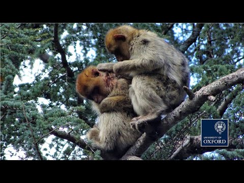 Wild Barbary macaques adopt injured juvenile