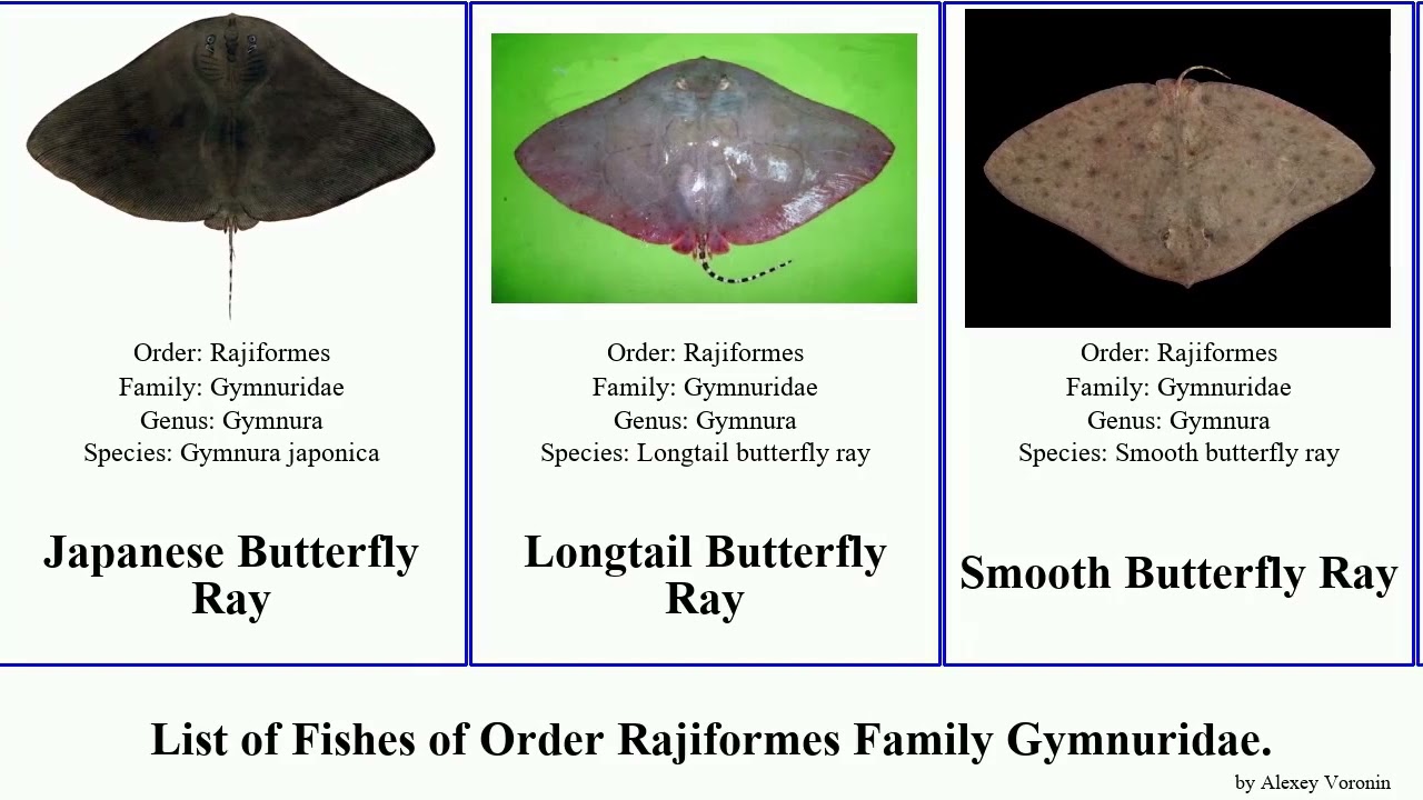 List of Fishes of Order Rajiformes Family Gymnuridae. ray butterfly Spiny Japanese Smooth Chris