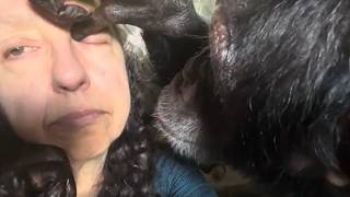 Chimpanzee Thorough Grooming Session Head to Toe