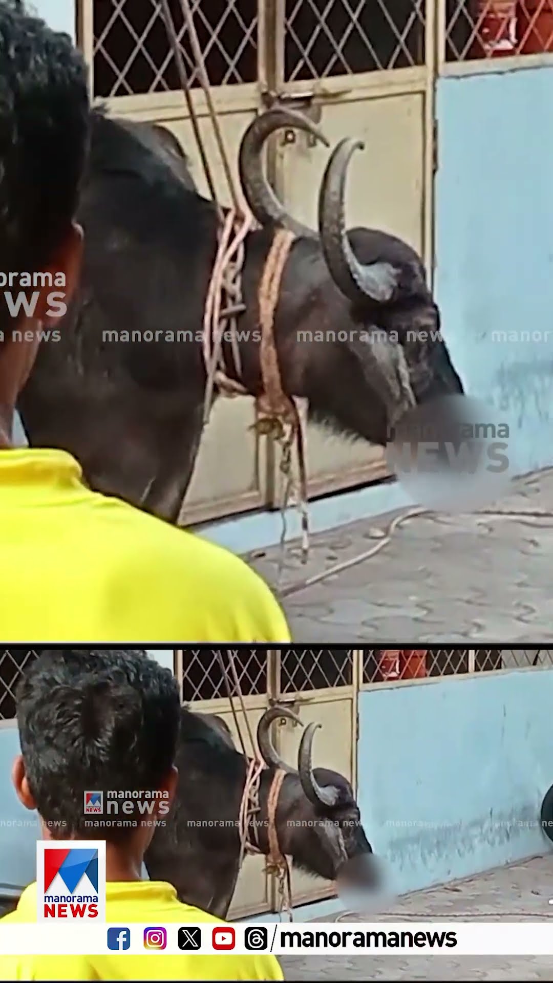 പാലക്കാട് നഗരത്തിലെ ഹോട്ടലിന്‍റെ പാർക്കിങിൽ എരുമയുടെ പരാക്രമം; ദൃശ്യങ്ങള്‍ വൈറല്‍ | Palakkad