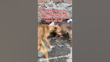 Please don’t scroll past me your help towards dog food would be an impact to us#dogfood #dogs