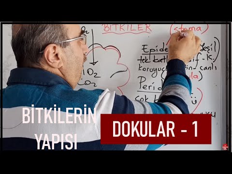 Bitkilerin Yapısı - 1 (Meristem Doku - Temel Doku - Destek Doku) #biyologhoca