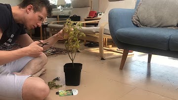 Japanese Maple Tree Bonsai Part 1 - Pruning - Orange Dream