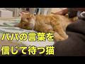 言葉を理解し、パパの帰りを健気に待つ猫　再会の姿にほろり