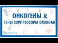 Онкогены и гены-супрессоры опухоли