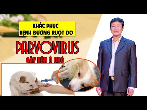 Video: Circovirus ở Chó: Triệu Chứng, Nguyên Nhân Và Điều Trị