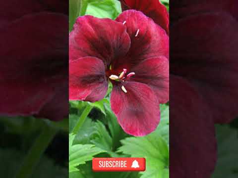 Смешной Анекдот. Как разговаривает змея. #Анекдот #Shorts #Юмор #смех #Шутки.