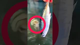 You Almost Didnt See This Shark