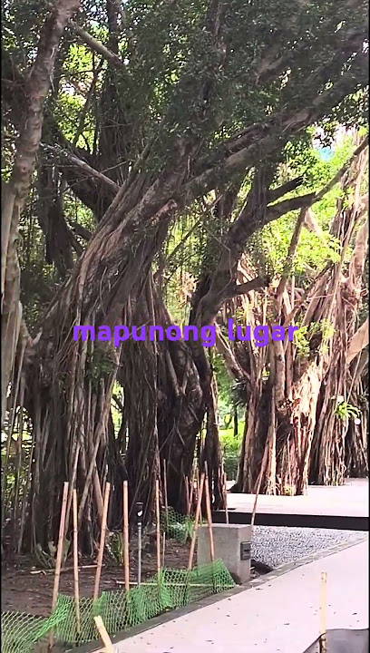 Mapunong Lugar sa park. #park #ofwintaiwan #subscribers #fyp #viralvideo #trending #travel
