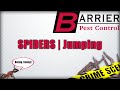 SPIDERS | Jumping Spiders | BARRIER PEST CONTROL
