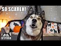 Husky Has Scary Encounter With A CAT! True Story!