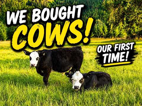 We Bought Our First Cows! 🐄 Becoming More Self-Sufficient on Our Farm
