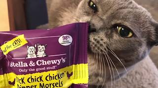 Cat Touch Target for Tasty Stella & Chewy’s Morsels by Clever Cats Livonia 250 views 5 years ago 41 seconds