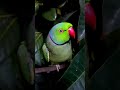 mummy papa talking parrot 🦜🌿 #parrot #talkingparot #petbird #funny #shortvideo #mummapapalove