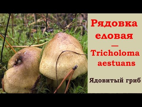 Двойник зеленушки! Рядовка еловая - ядовитый гриб. Tricholoma aestuans.