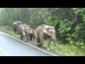 Wild elephants with baby in the Khao Yai National Park