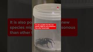 🕷️’Big Boy’ funnel-web spiders found in Australia