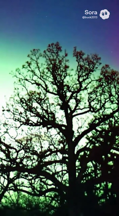 Northern Lights 11-12-25