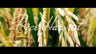 PANEN PADI                                RICE HARVEST