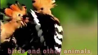 Eurasian hoopoe  (Upupa epops) screenshot 5