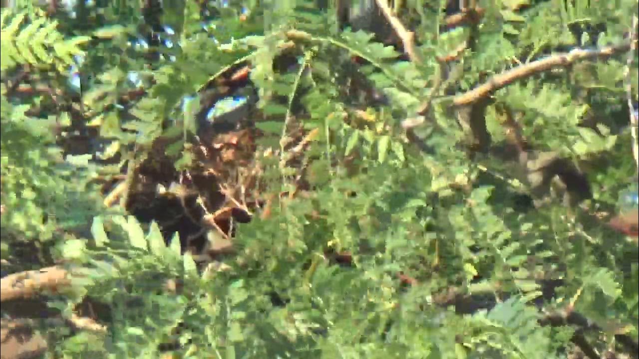 Squirrels' nest? Sep 5, 2023 YouTube