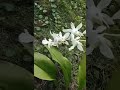 Samga bulaklak ni NANAYNAMULAKLAK UG HINAY2x