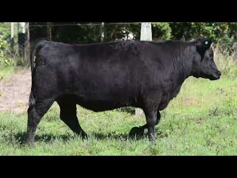 LOTE 33