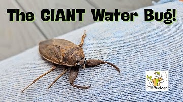De reuzenwaterwants: de wilde onderwaterroofdier van de natuur!