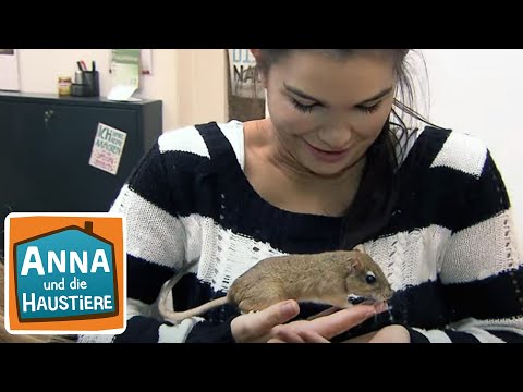 Video: Nagetiere: alle Arten und andere nützliche Informationen