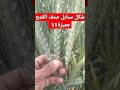 سنابل صنف القمح جميزة 11 المميز رقم 1 فى جودة الحبوب والدقيق الفاخر المخصص للعيش السياحى والبسكويت
