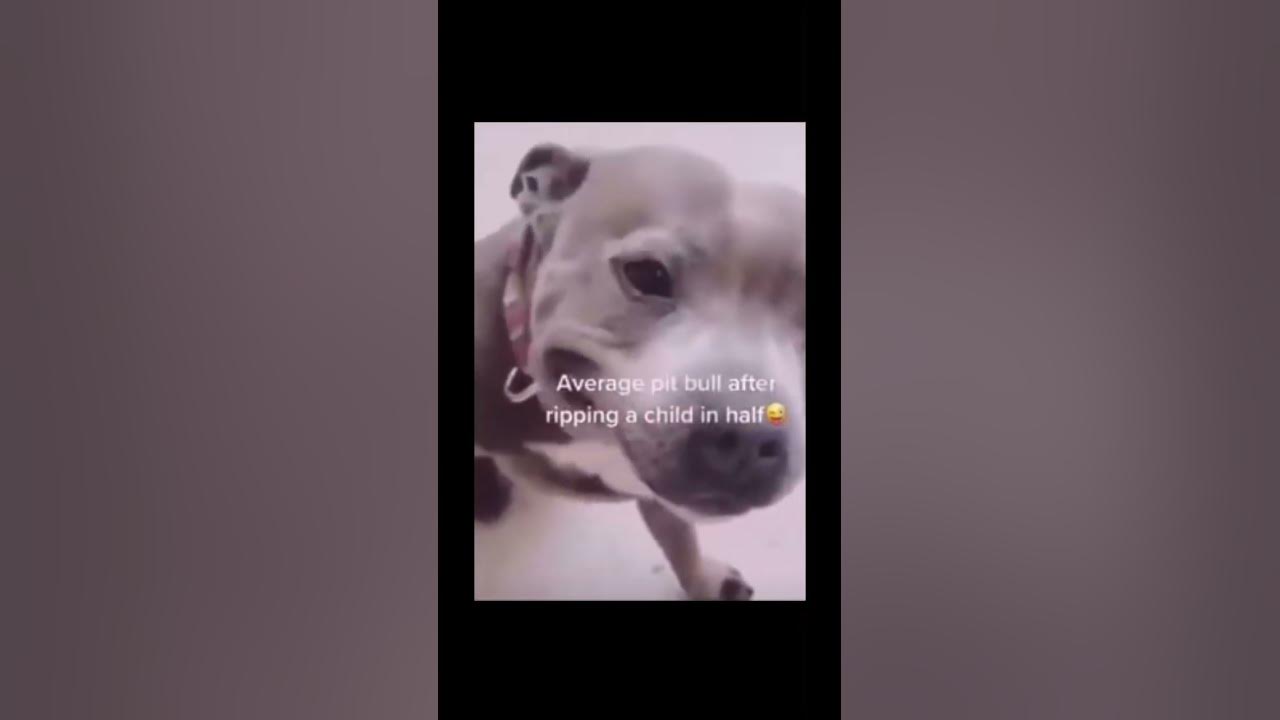 Average pit bull named Cupcake #fypシ #sillymemes #viral #funny #shorts ...