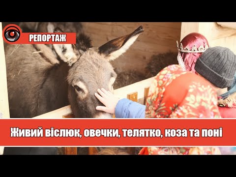 У Калуші відкрили різдвяну шопку з живими тваринками | ВІДЕО