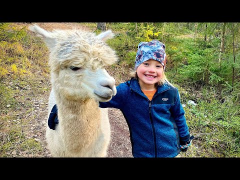 Video: Jag jobbar med djur: Mitt liv med Alpacas