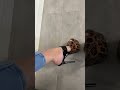 Leopard Print High Heels Try On | Sexy Platform Stilettos #heels #highheelslover #higheels #foot