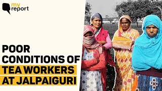 Met Bengals Underpaid Tea Workers Fighting For Survival Without Permanent Job The Quint