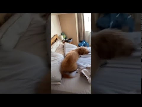 Cockapoo Has a