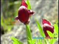 nallamannu