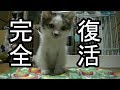 田んぼで拾った猫を育てる④