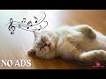 12 Hours Of Calming Music for Cats 🐈 Anti Anxiety Sounds 🎵 Stress Free Atmosphere 😴 Cat TV